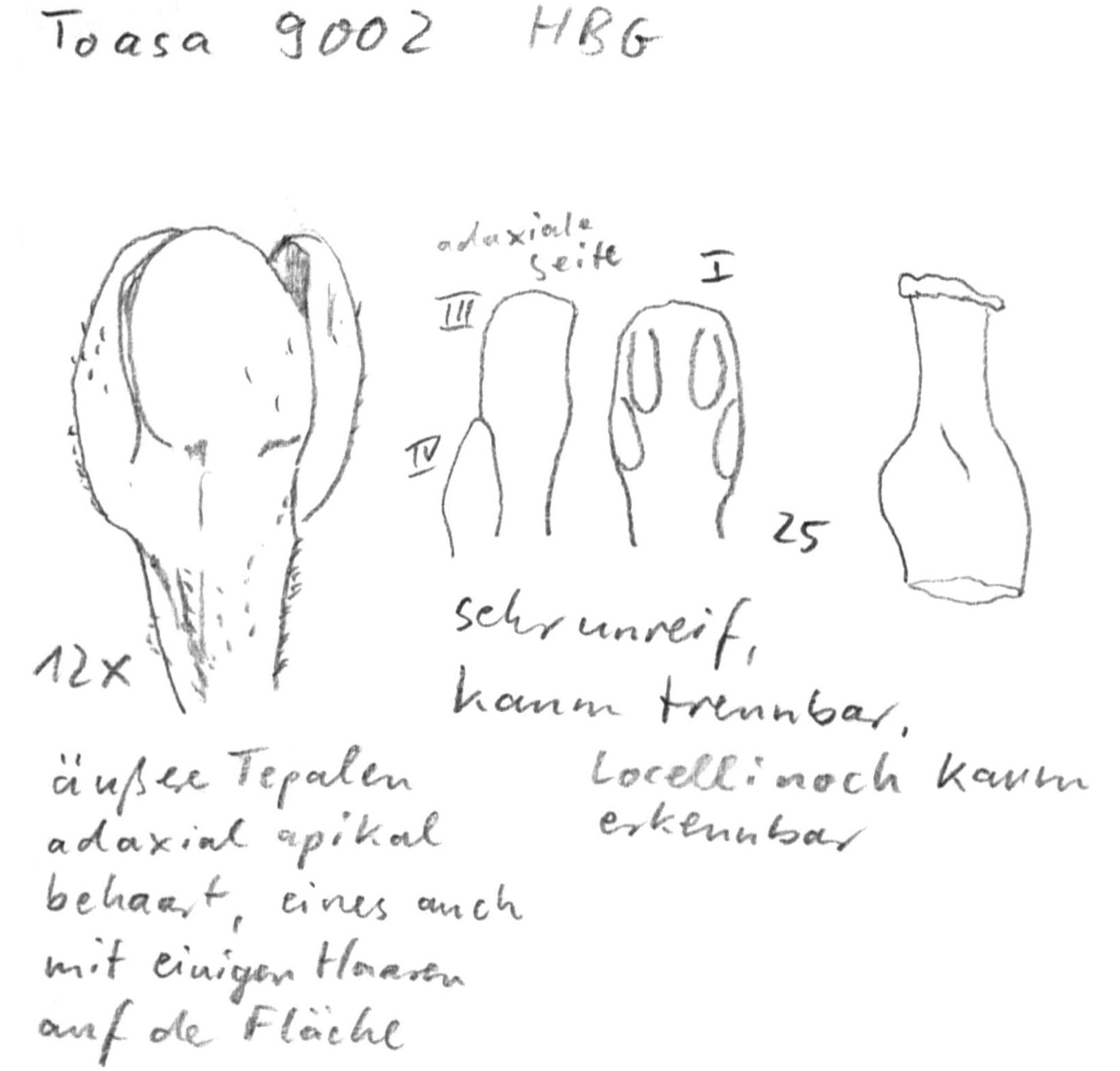 preview cf. Persea, Toasa 9002